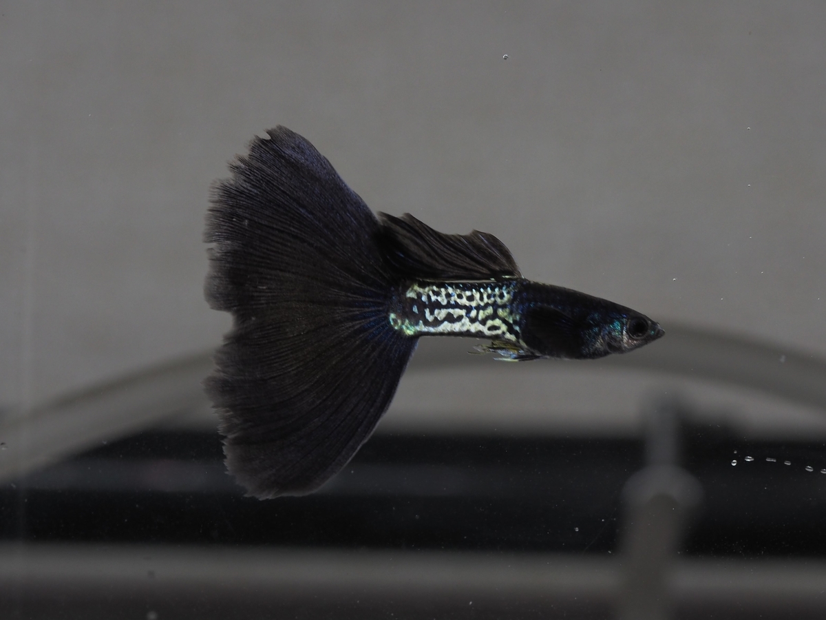 f:id:popopoppun:20201118155440j:plain