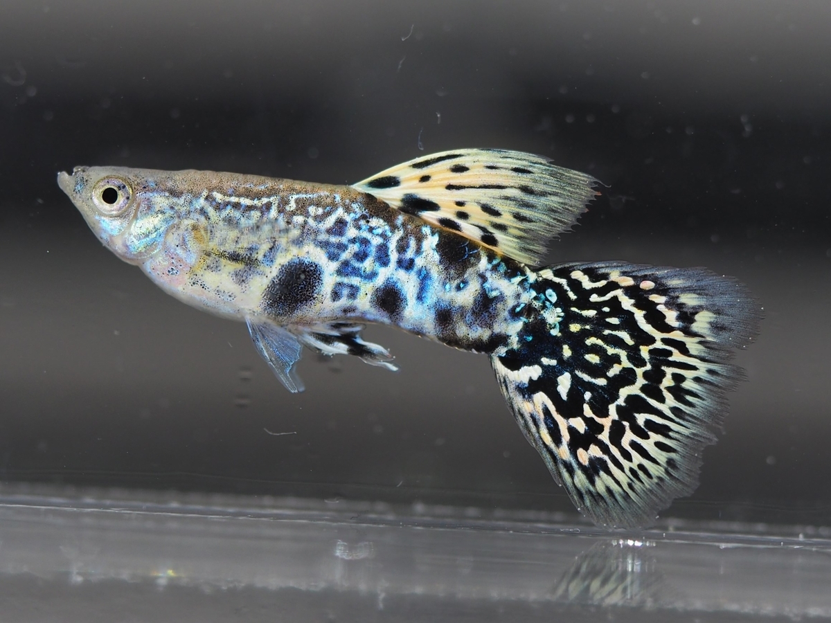 f:id:popopoppun:20201119184045j:plain