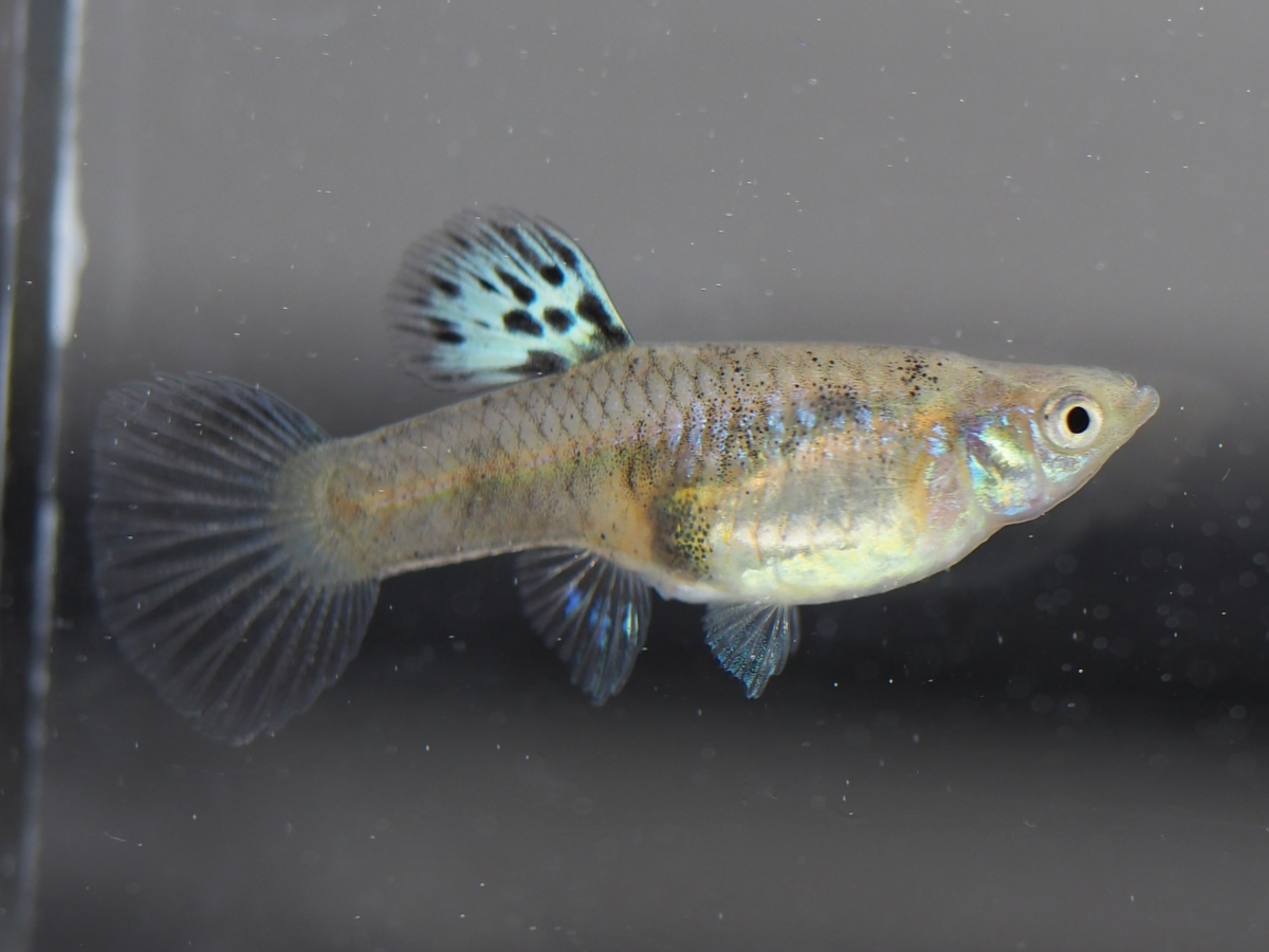 f:id:popopoppun:20201119184058j:plain