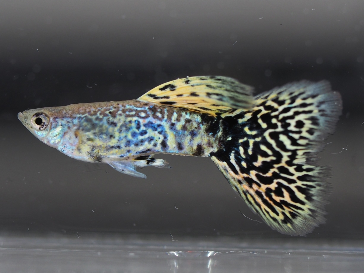 f:id:popopoppun:20201119184103j:plain