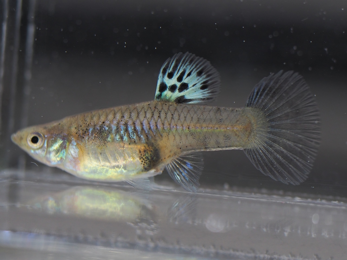 f:id:popopoppun:20201119184106j:plain