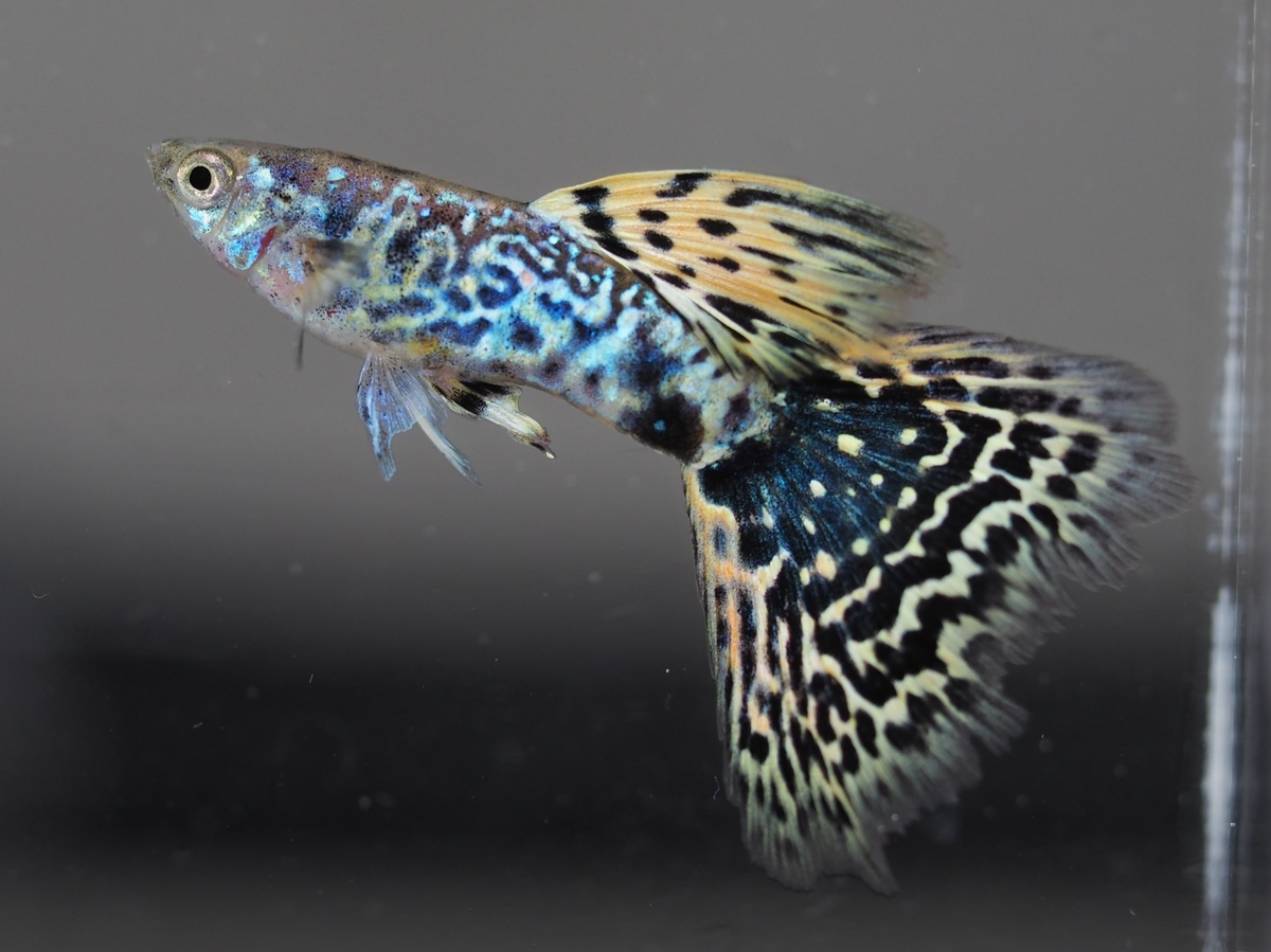 f:id:popopoppun:20201119184110j:plain