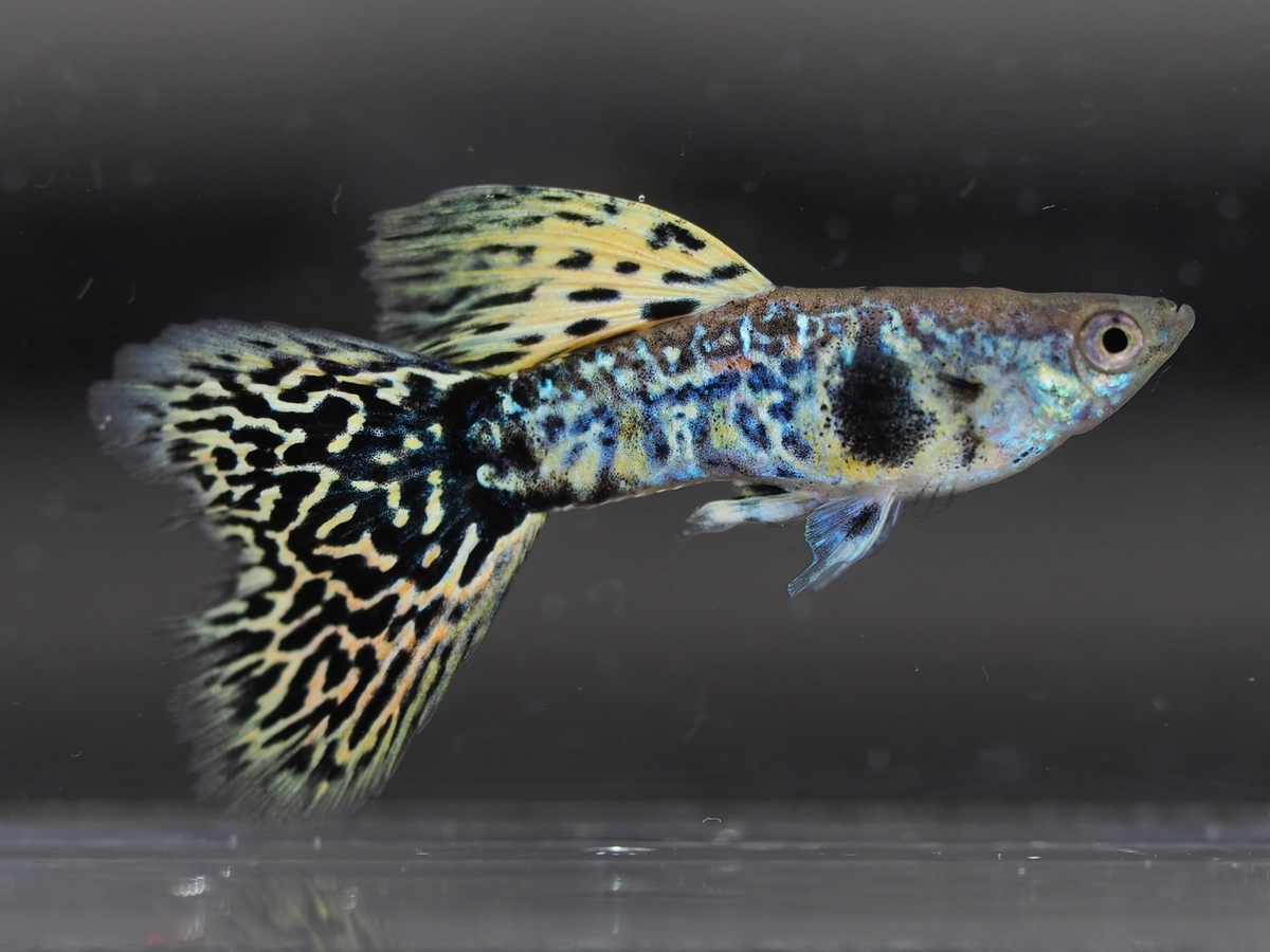 f:id:popopoppun:20201119184111j:plain