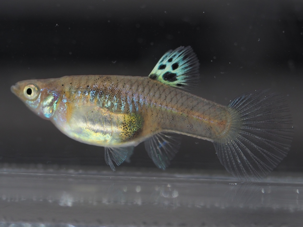 f:id:popopoppun:20201119184115j:plain