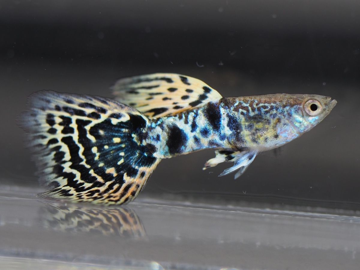 f:id:popopoppun:20201119184117j:plain