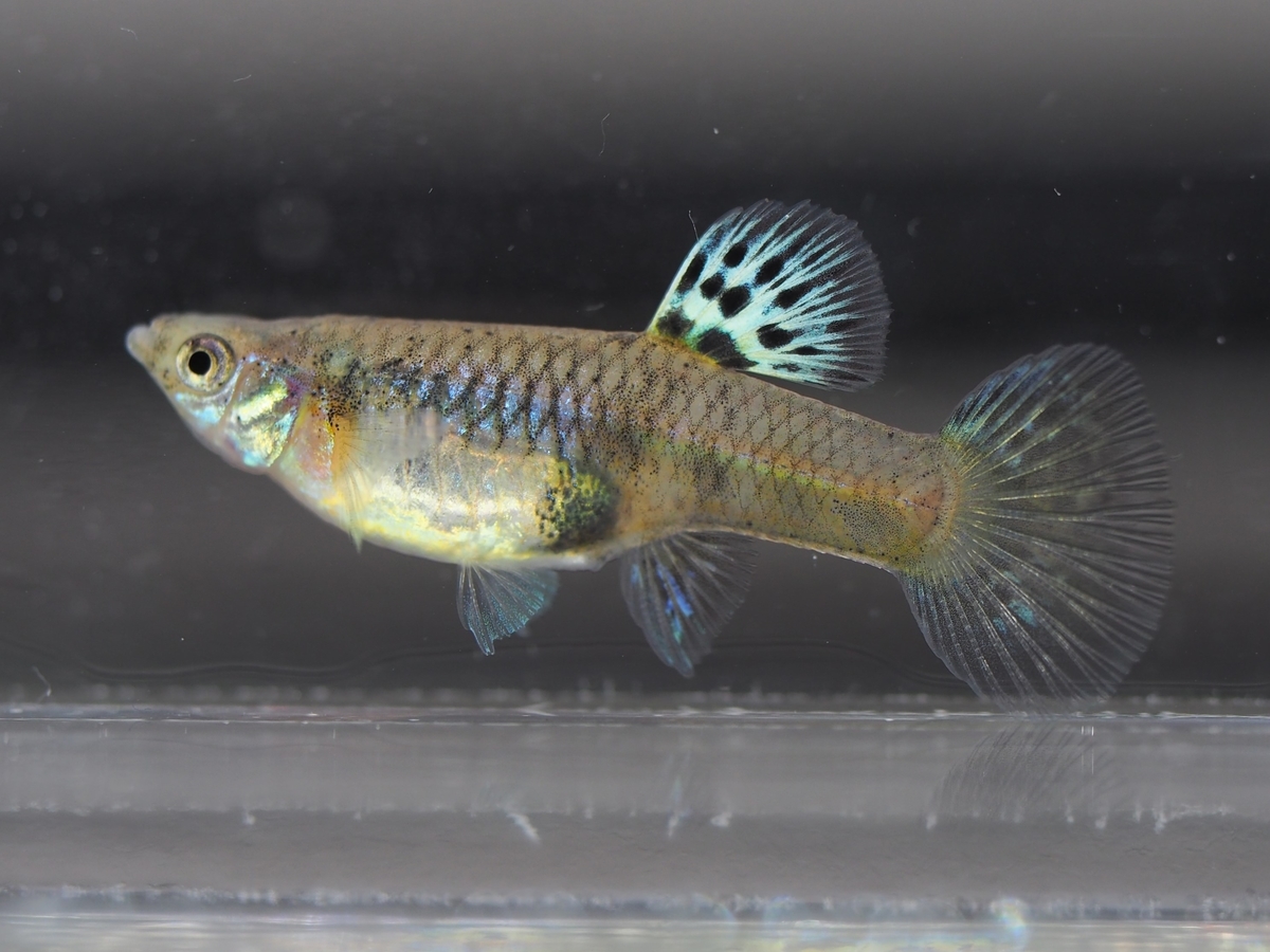 f:id:popopoppun:20201119184119j:plain