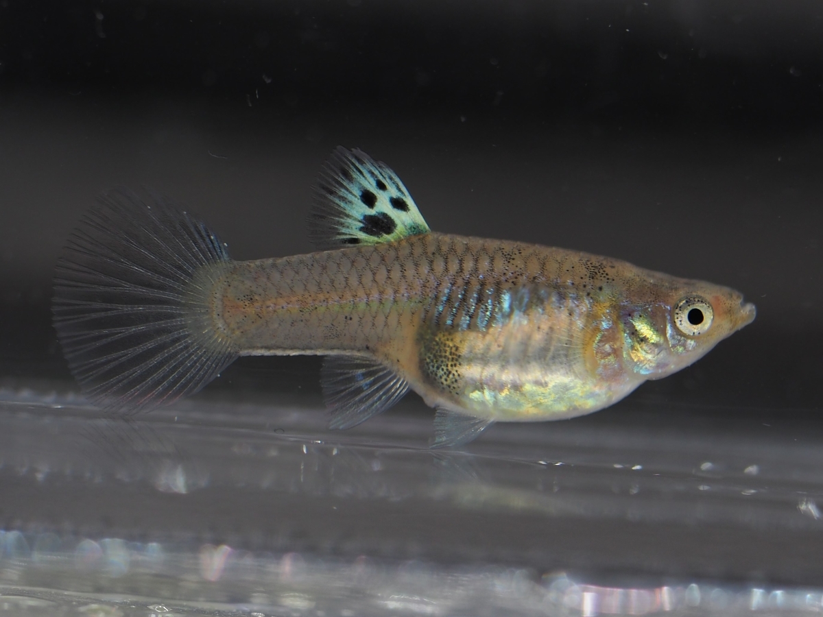 f:id:popopoppun:20201119184123j:plain