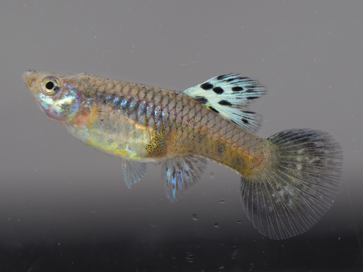 f:id:popopoppun:20201119184125j:plain