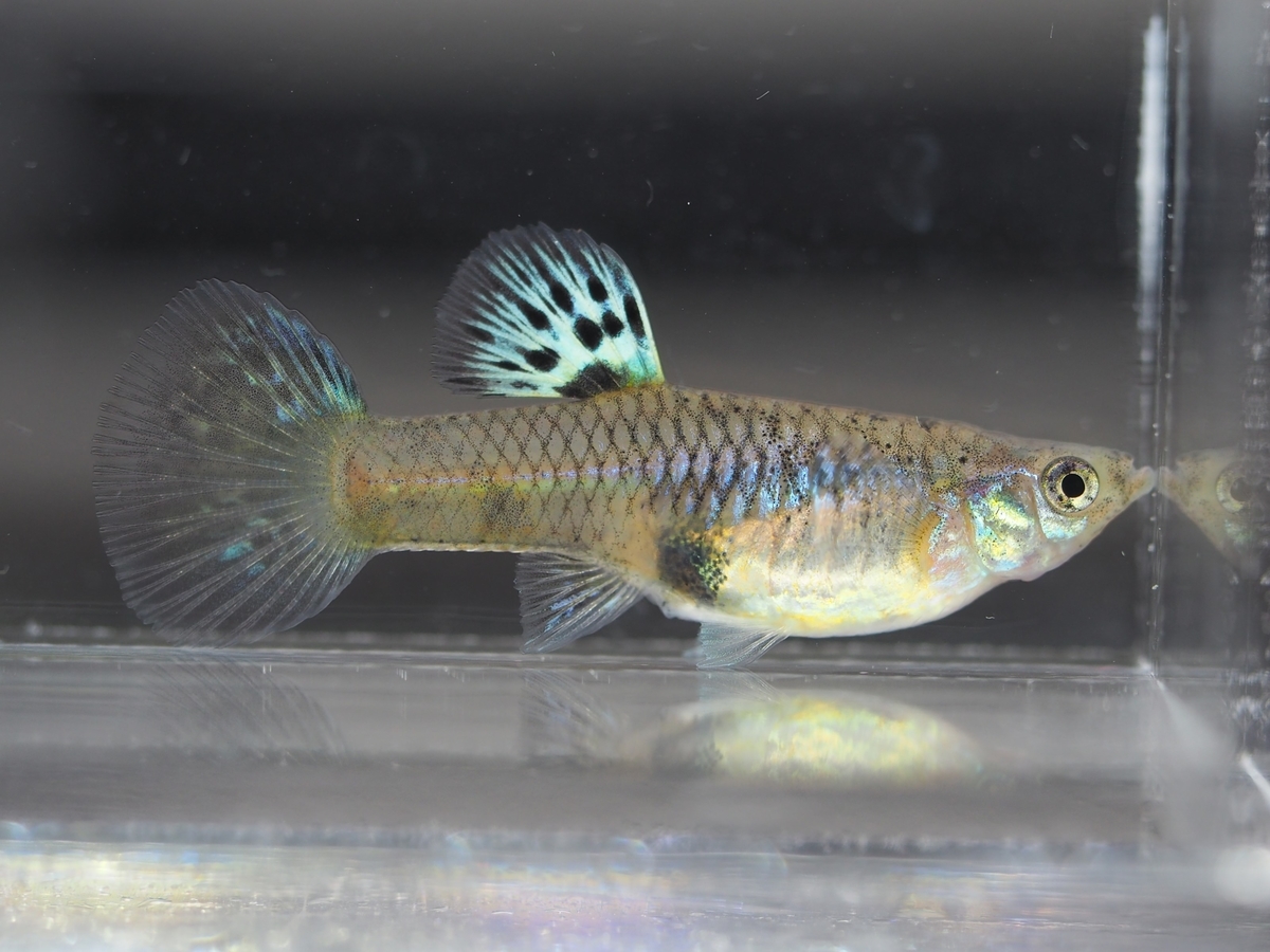 f:id:popopoppun:20201119184128j:plain