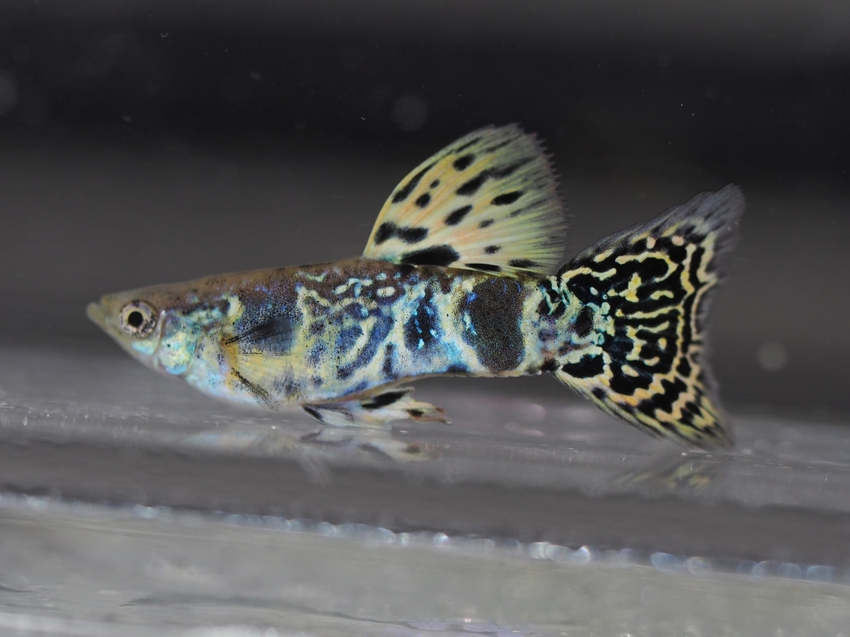 f:id:popopoppun:20201119184129j:plain