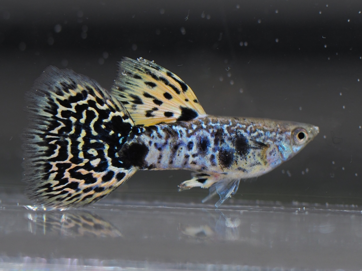 f:id:popopoppun:20201119184131j:plain