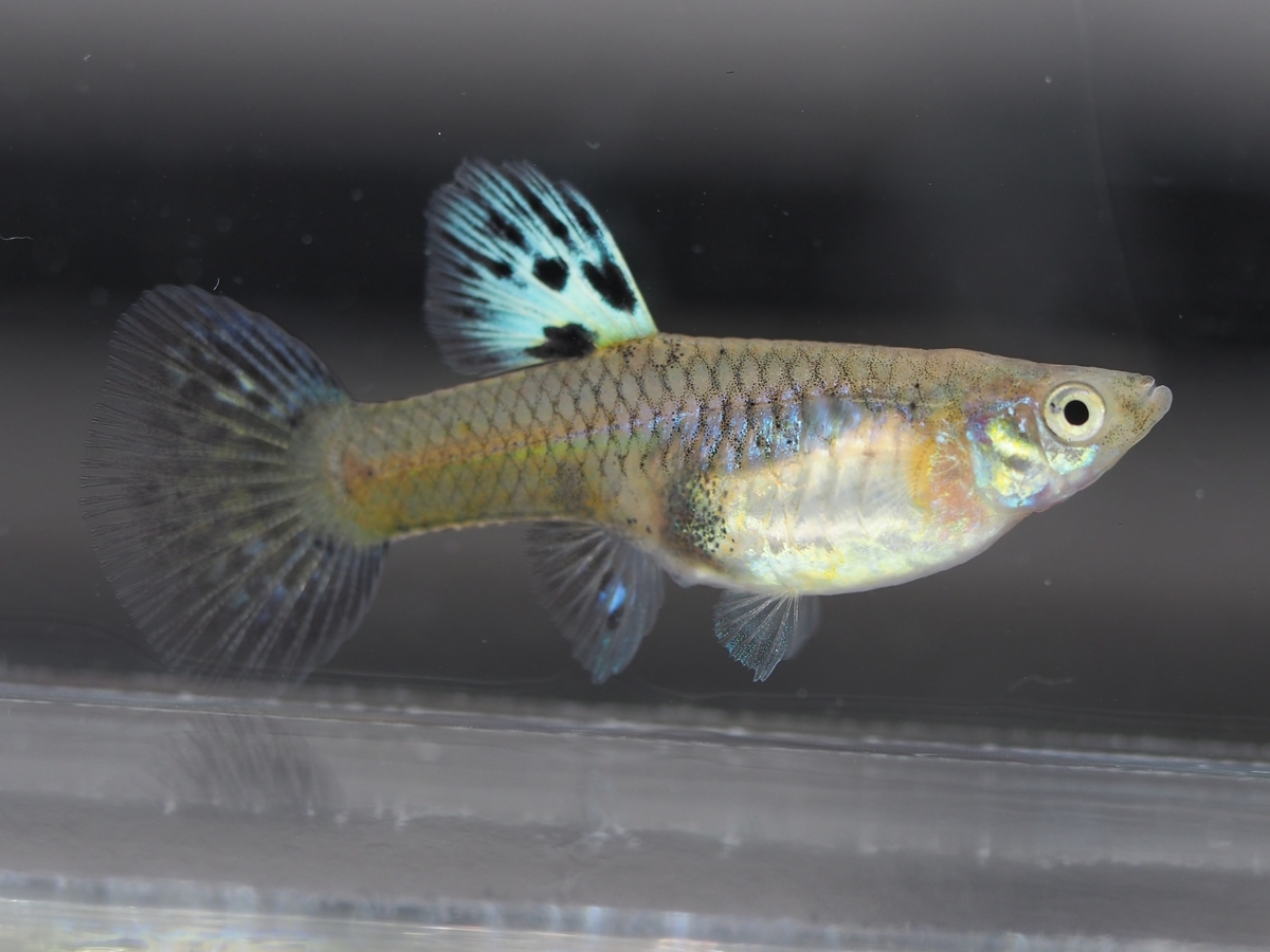 f:id:popopoppun:20201119184134j:plain