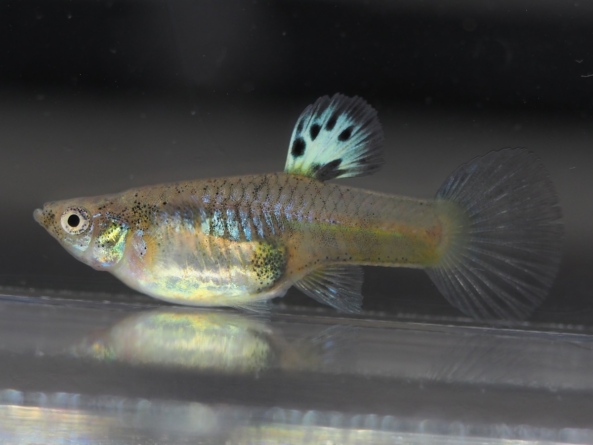 f:id:popopoppun:20201119184136j:plain