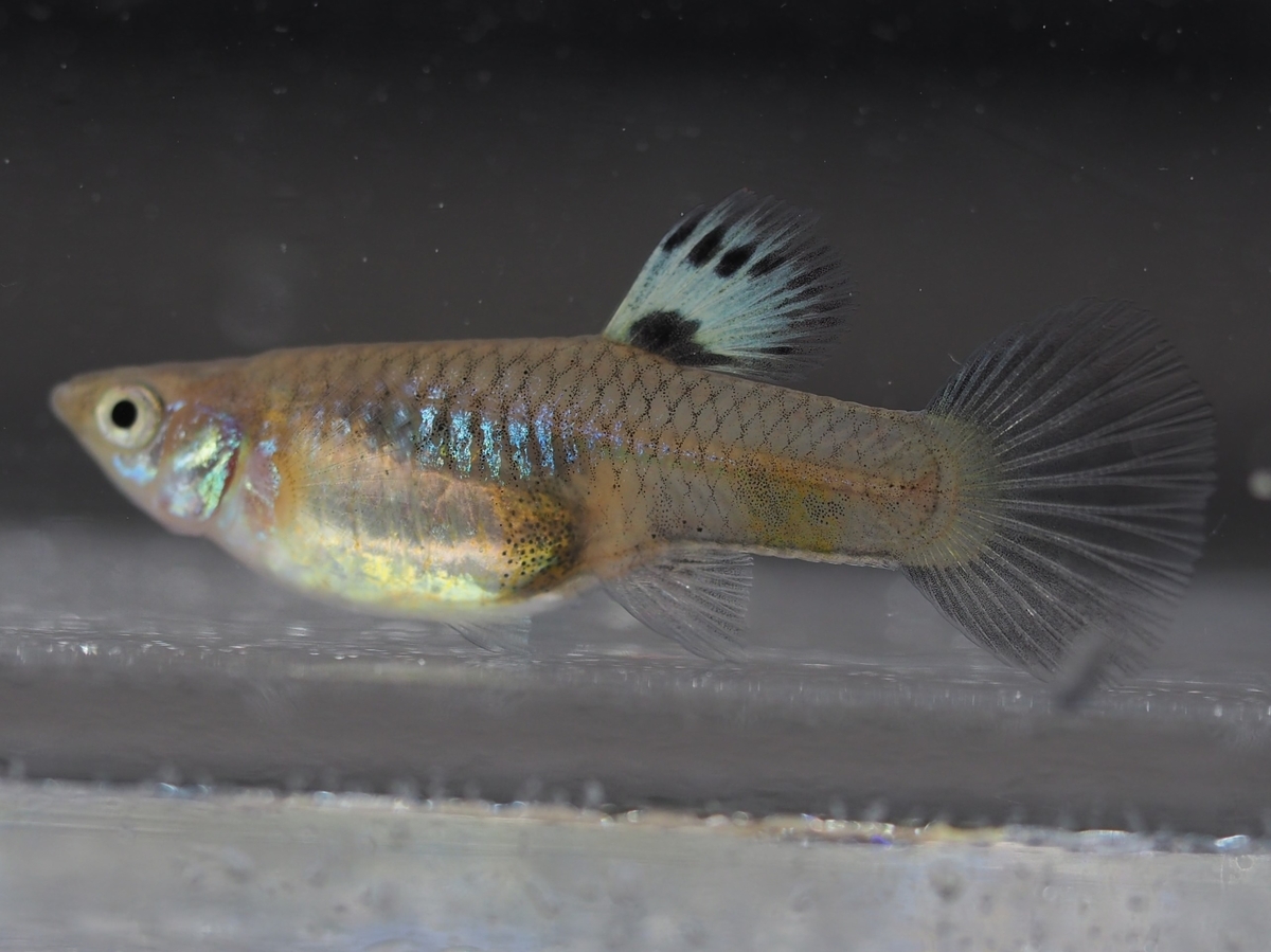 f:id:popopoppun:20201119184138j:plain