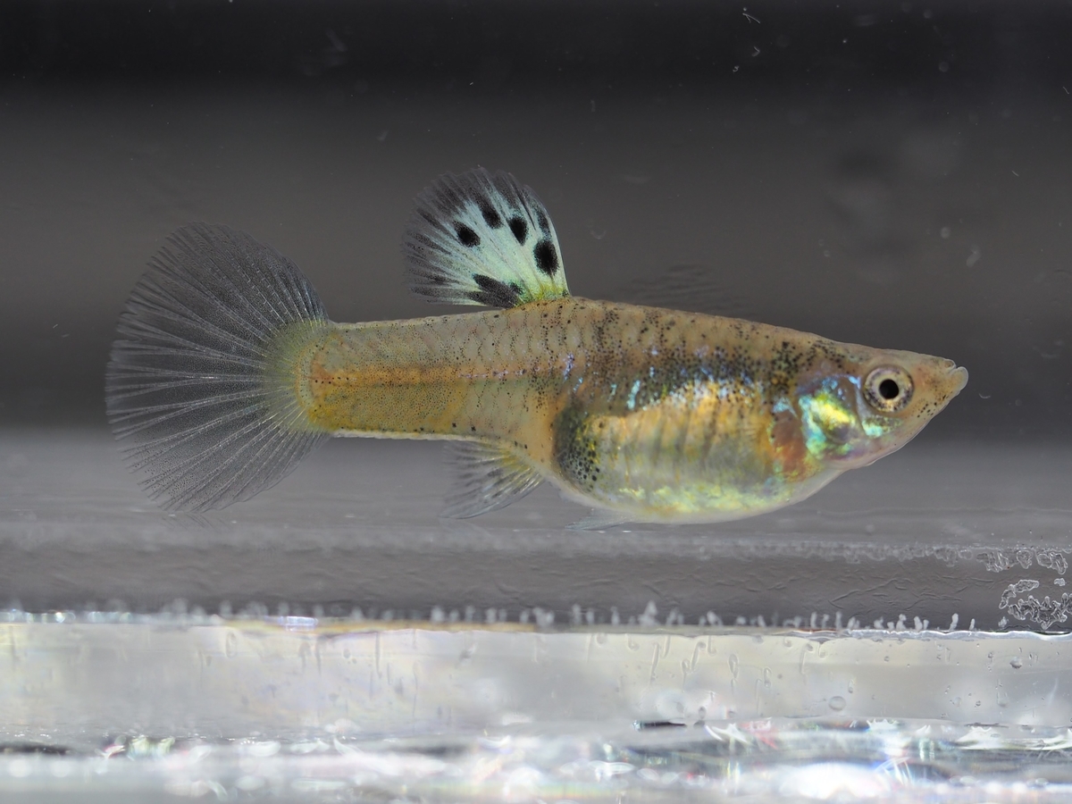 f:id:popopoppun:20201119184143j:plain