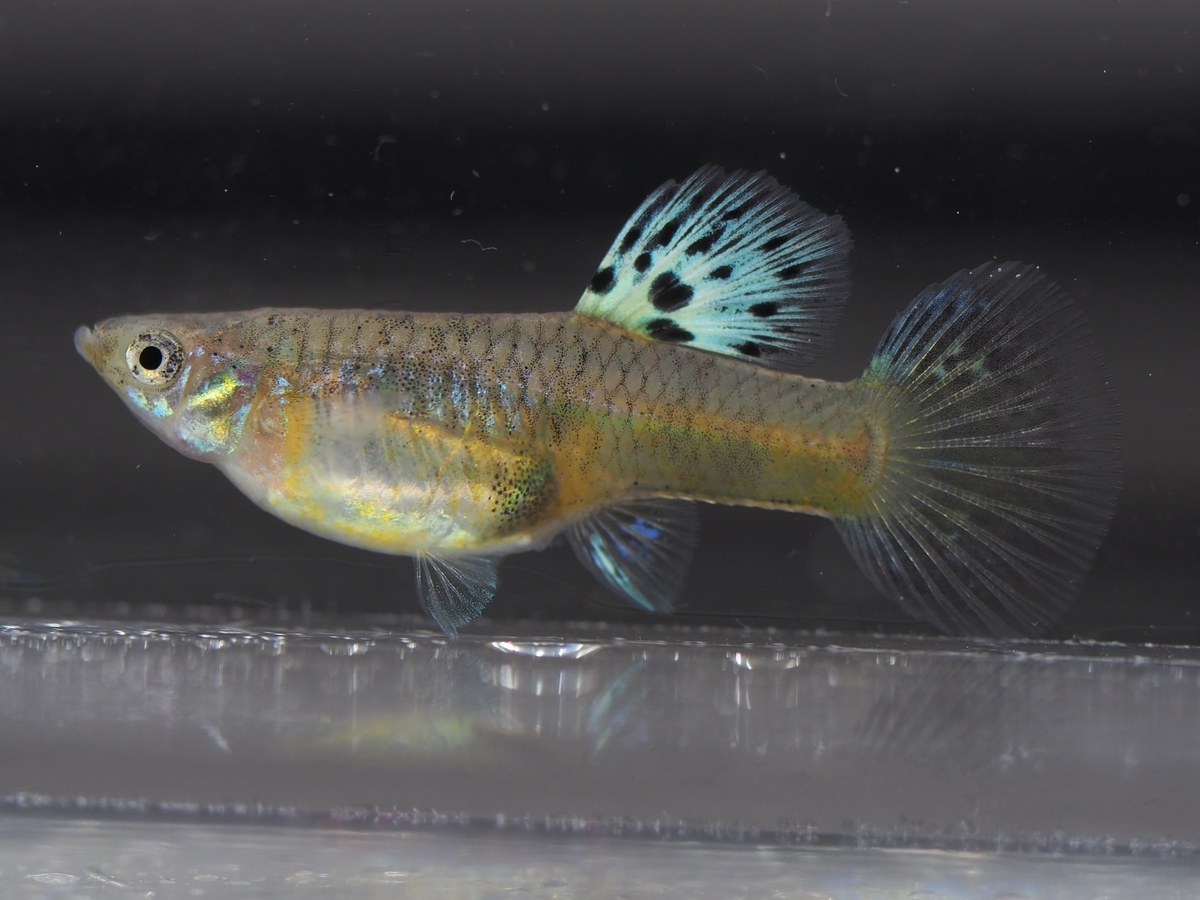 f:id:popopoppun:20201119184146j:plain