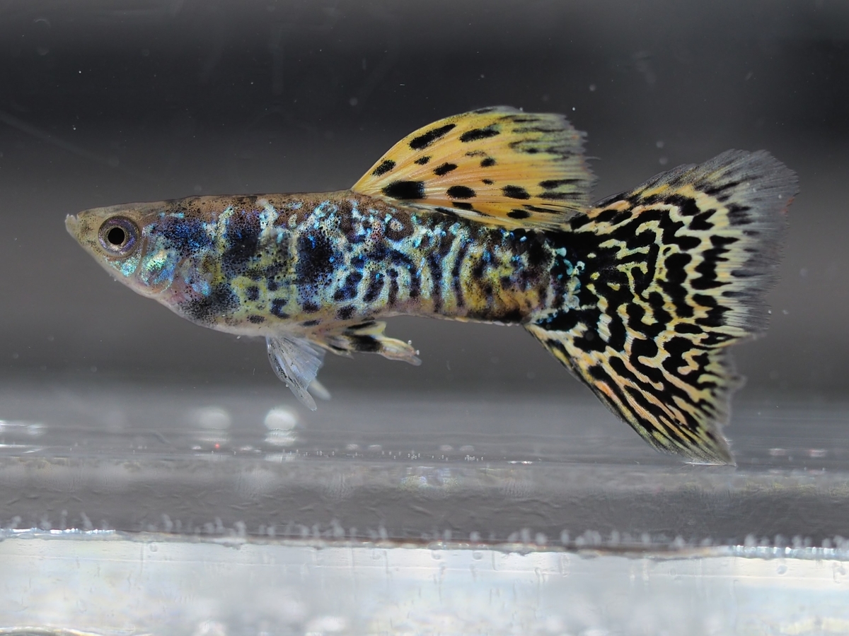 f:id:popopoppun:20201119184147j:plain