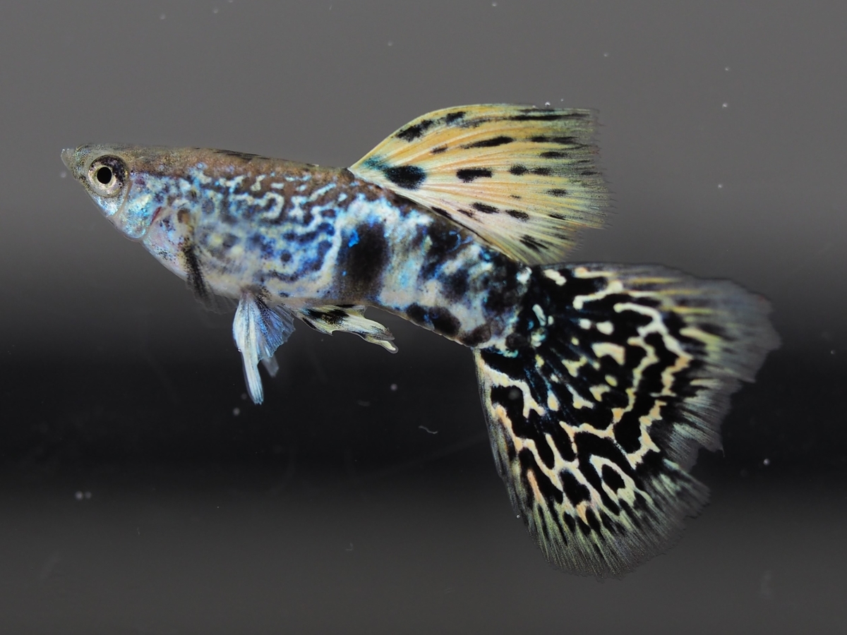 f:id:popopoppun:20201119184150j:plain