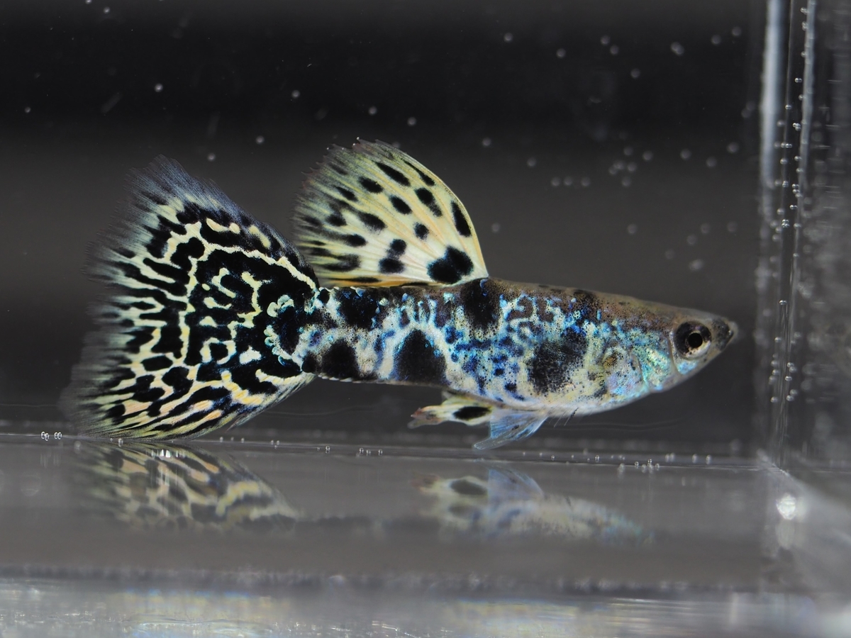 f:id:popopoppun:20201119184151j:plain