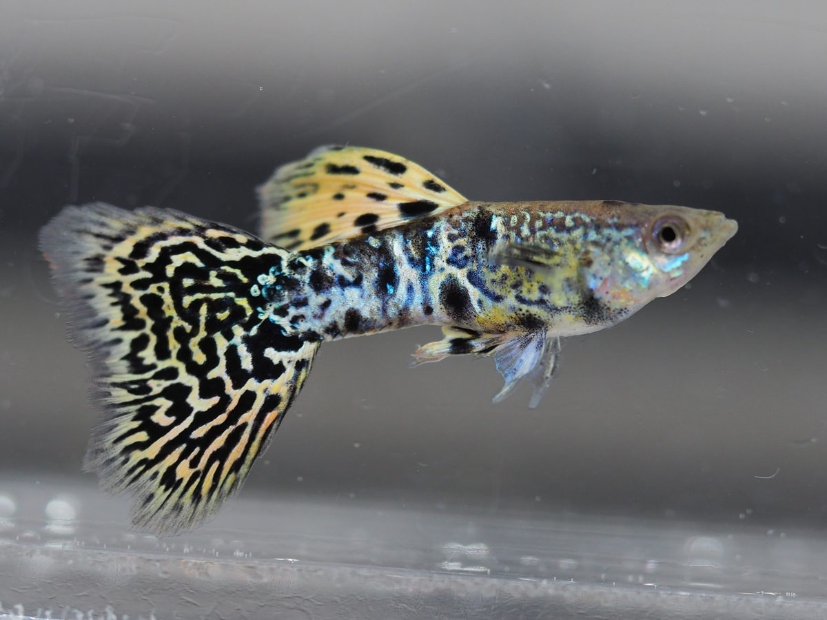 f:id:popopoppun:20201119184153j:plain