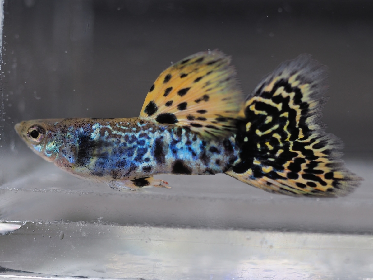 f:id:popopoppun:20201119184155j:plain