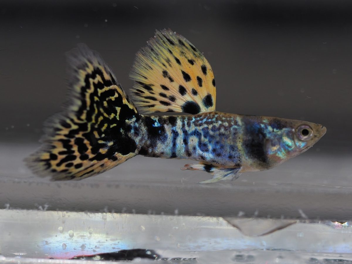 f:id:popopoppun:20201119184203j:plain