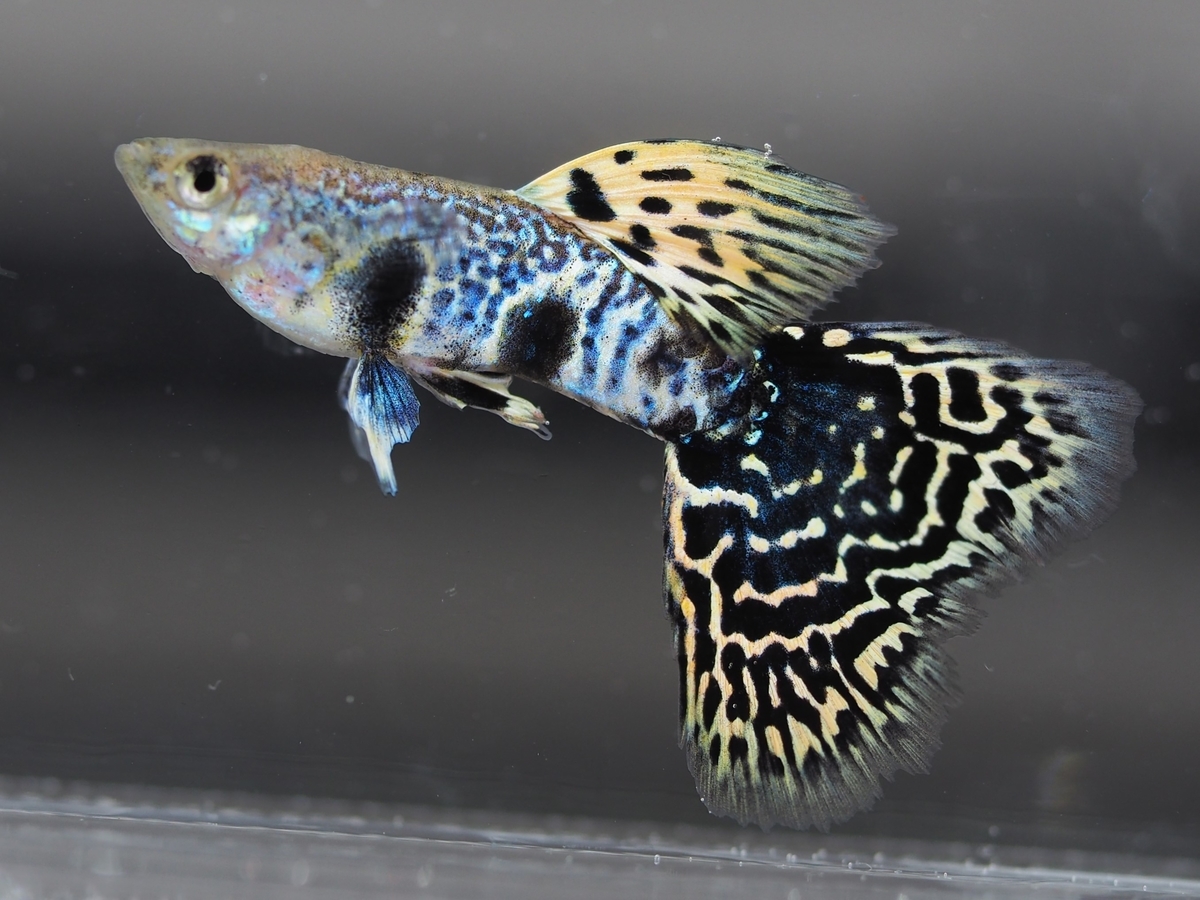 f:id:popopoppun:20201119184209j:plain