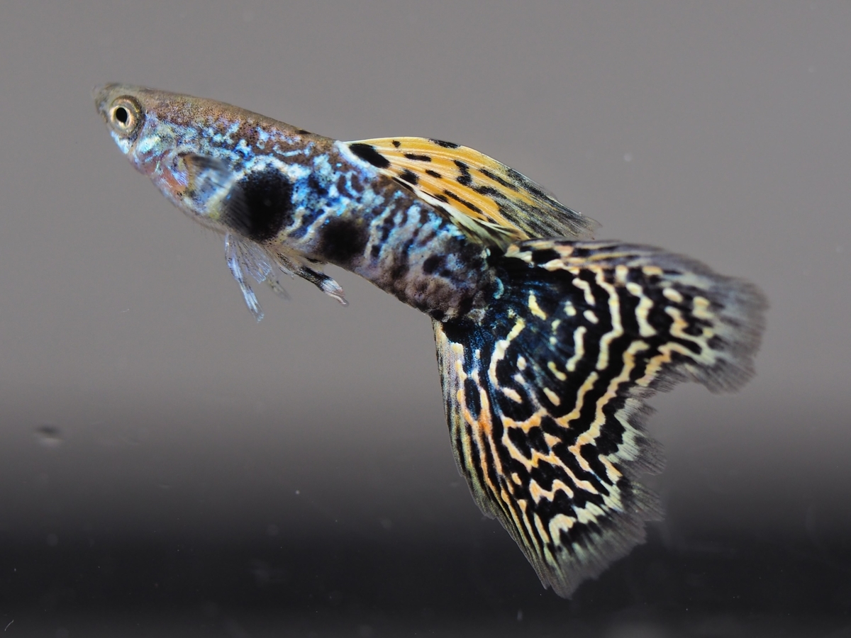 f:id:popopoppun:20201119184215j:plain