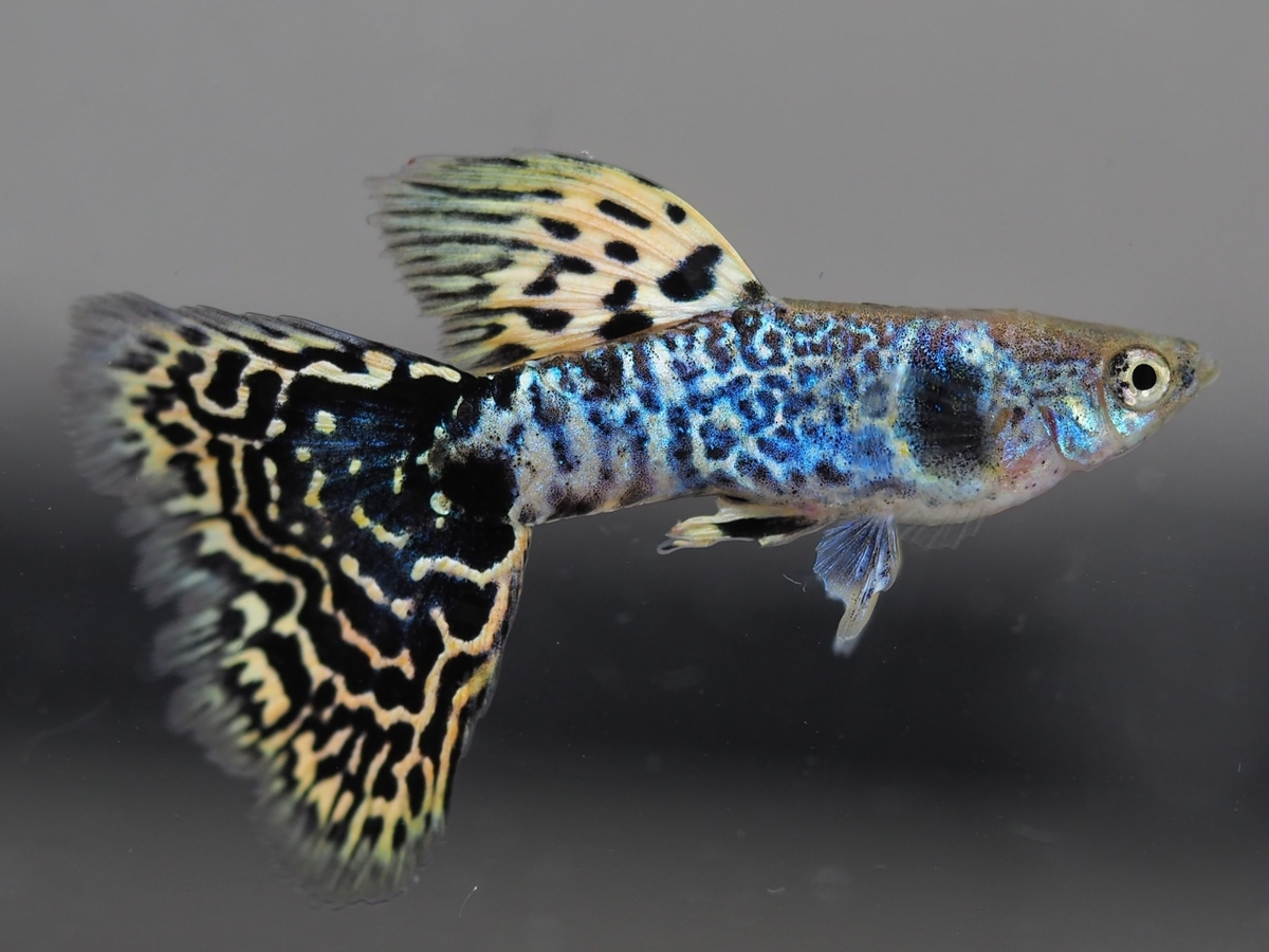 f:id:popopoppun:20201119184217j:plain