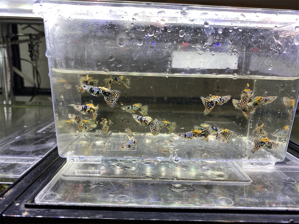 f:id:popopoppun:20201119185751j:image