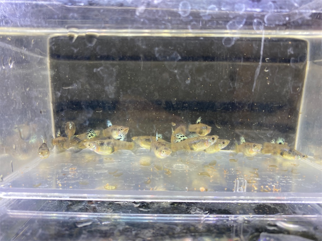 f:id:popopoppun:20201119185806j:image