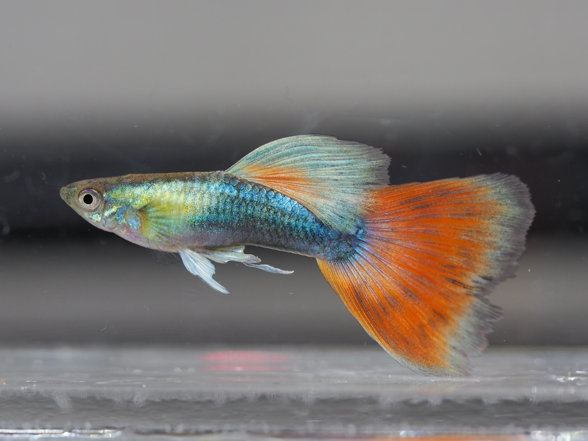 f:id:popopoppun:20201129121334j:plain