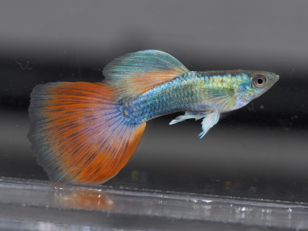 f:id:popopoppun:20201129121353j:plain