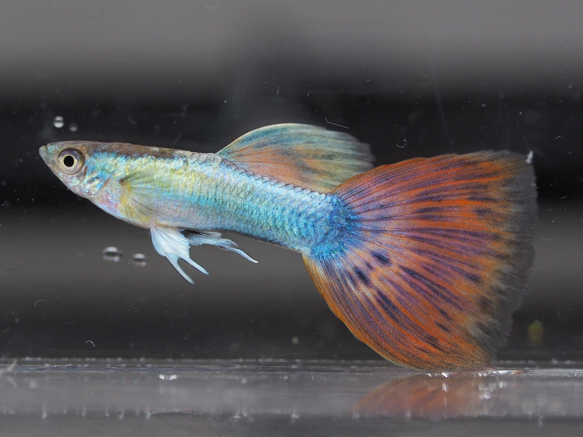 f:id:popopoppun:20201129121403j:plain