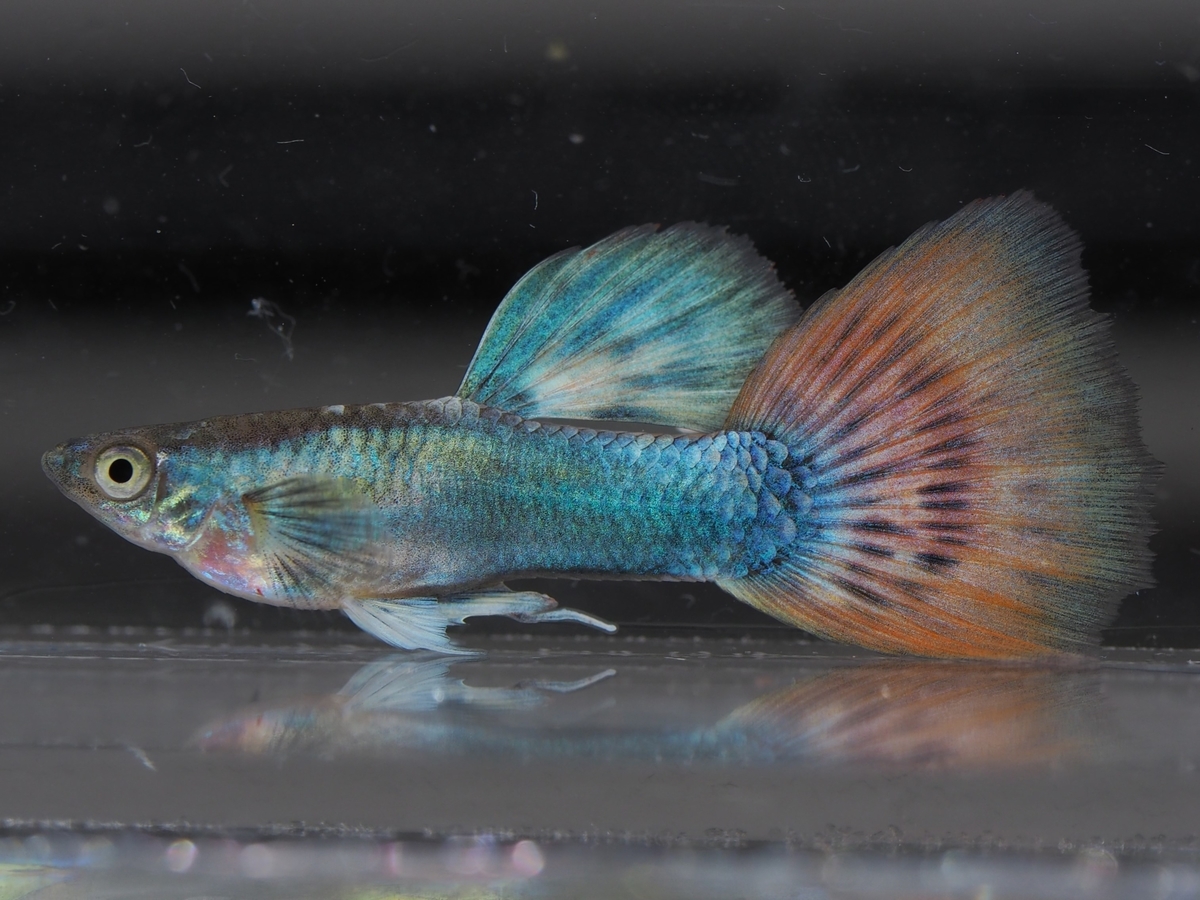 f:id:popopoppun:20201129121411j:plain