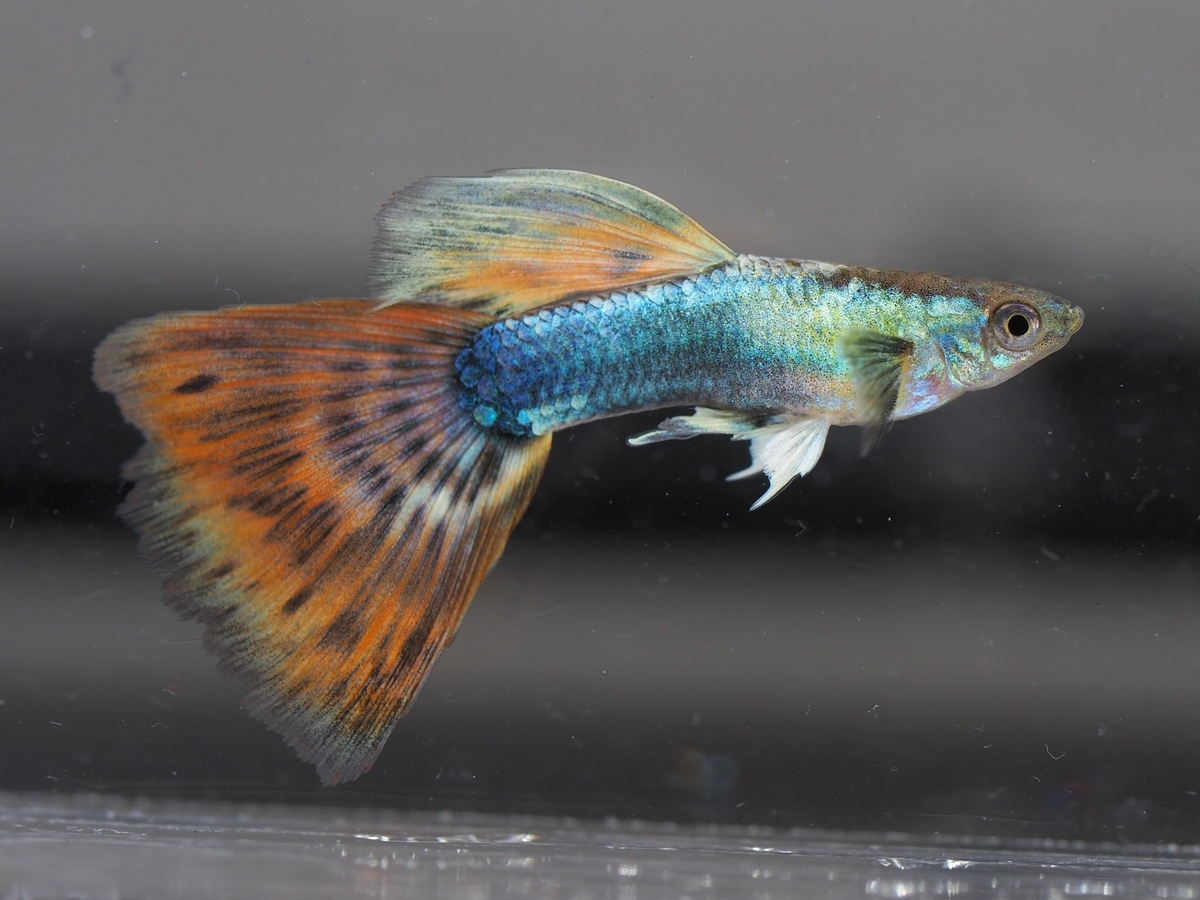 f:id:popopoppun:20201129121419j:plain