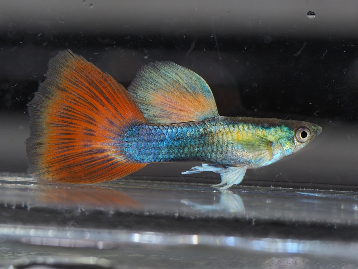 f:id:popopoppun:20201129121428j:plain