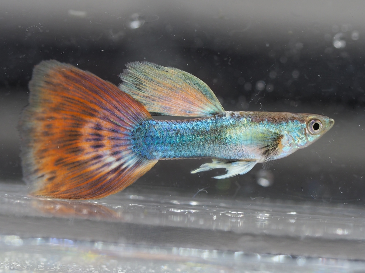 f:id:popopoppun:20201129121443j:plain