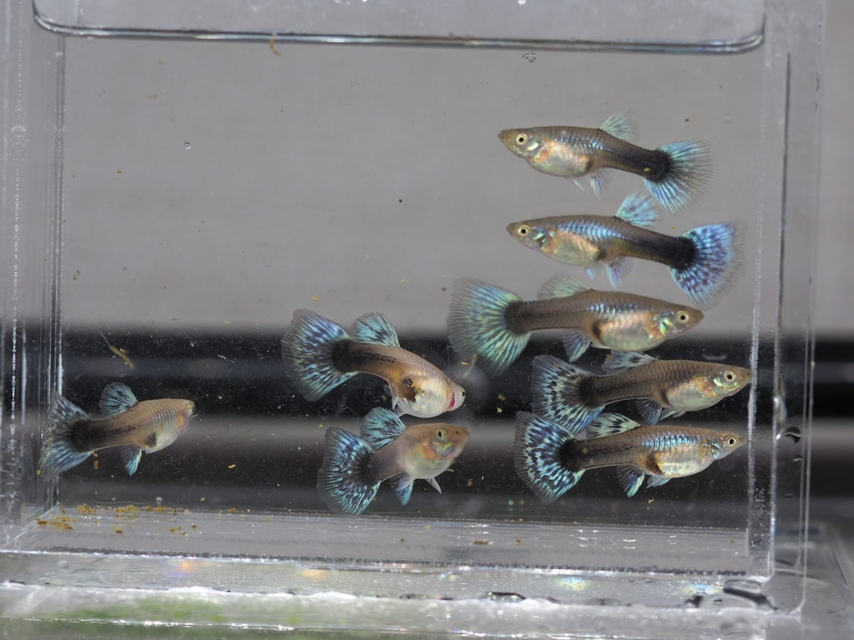 f:id:popopoppun:20201129121752j:plain