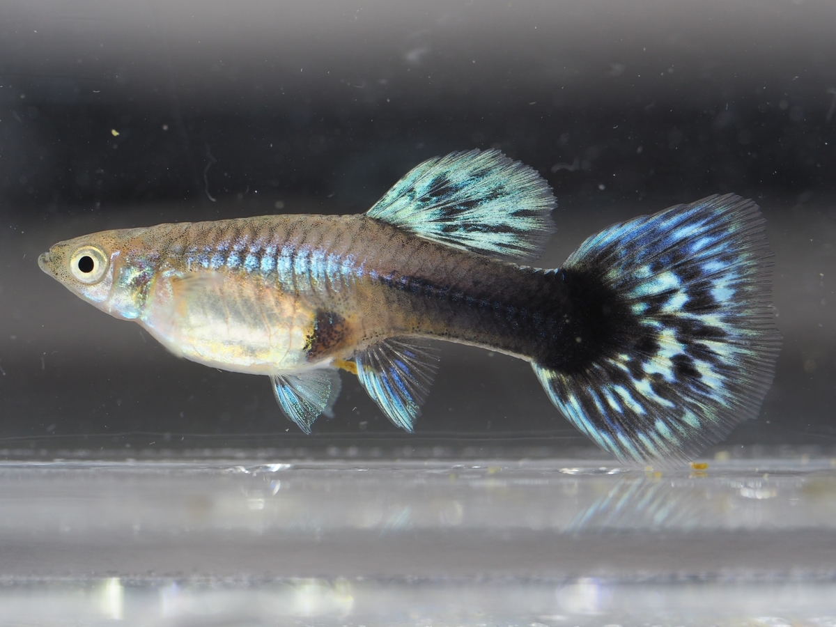 f:id:popopoppun:20201129121912j:plain