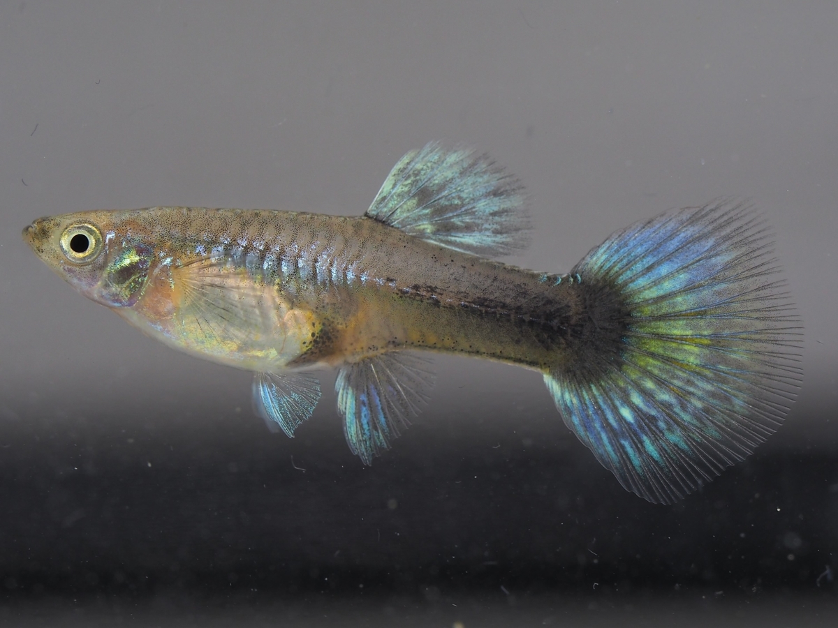 f:id:popopoppun:20201129121923j:plain