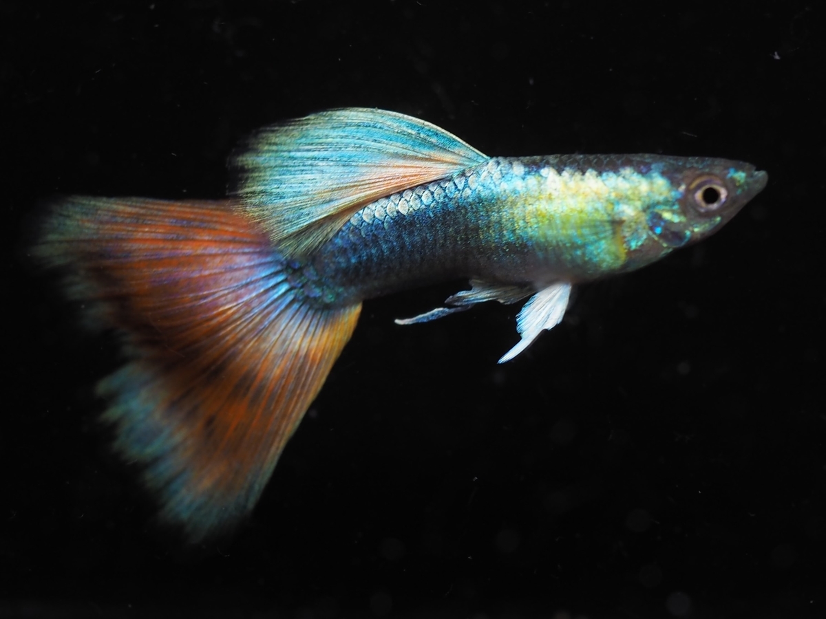 f:id:popopoppun:20201129122729j:plain