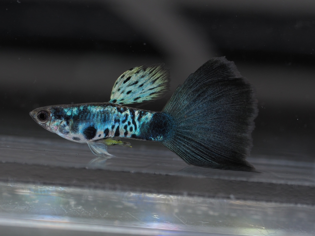 f:id:popopoppun:20201225172442j:plain