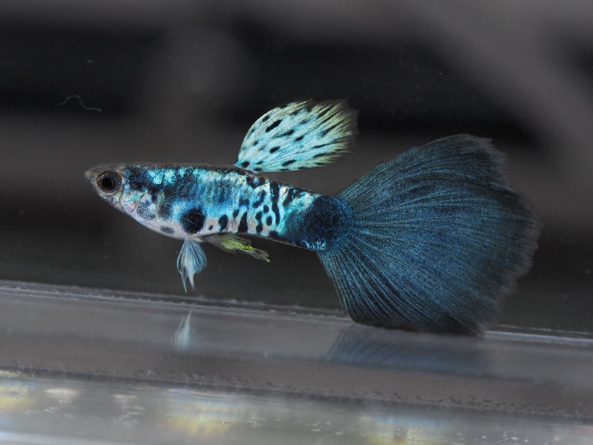 f:id:popopoppun:20201225172453j:plain