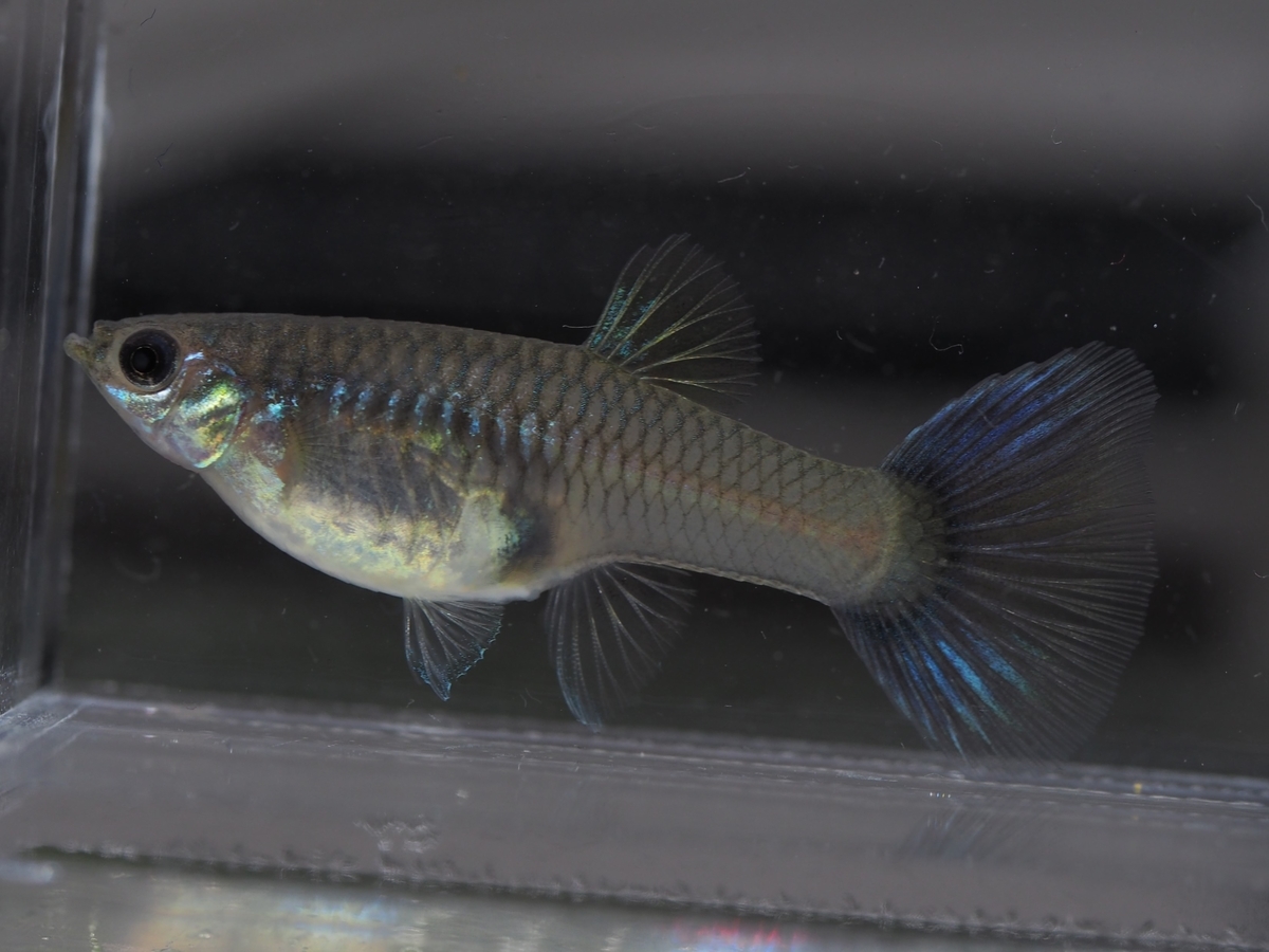 f:id:popopoppun:20201225172531j:plain