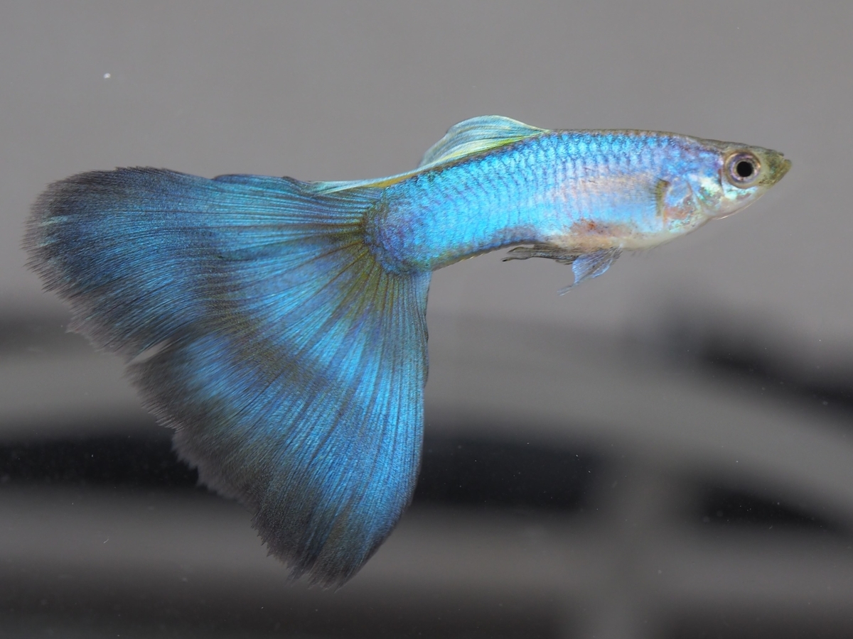 大規模セール 赤が生まれないグッピーです 即決価格 2ヶ月半からの個体 Www iwearparts Com 大規模セール 赤が生まれないグッピーです 即決価格 2ヶ月半からの個体 Www iwearparts Com