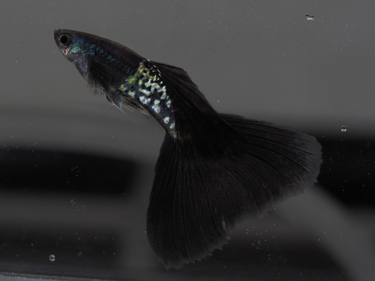 f:id:popopoppun:20210101202536j:plain