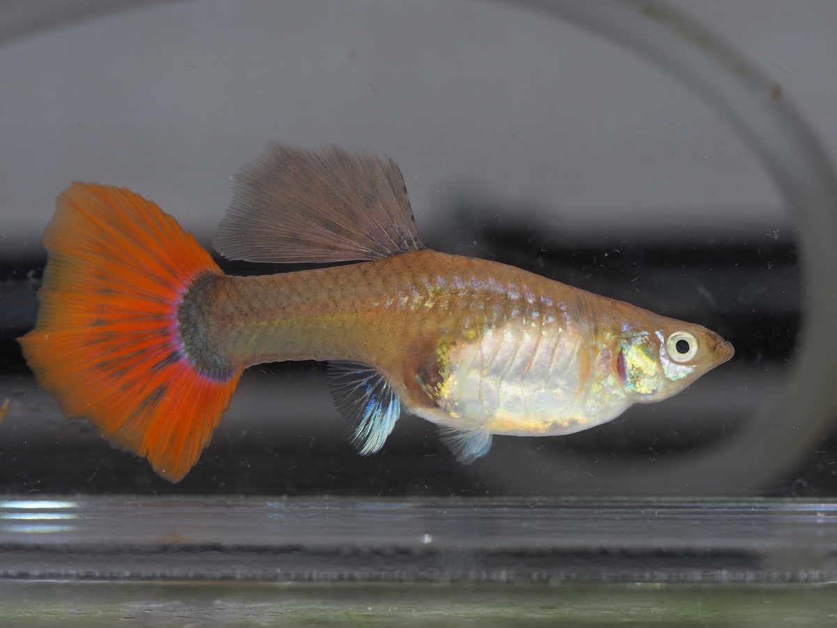 f:id:popopoppun:20210103175336j:plain