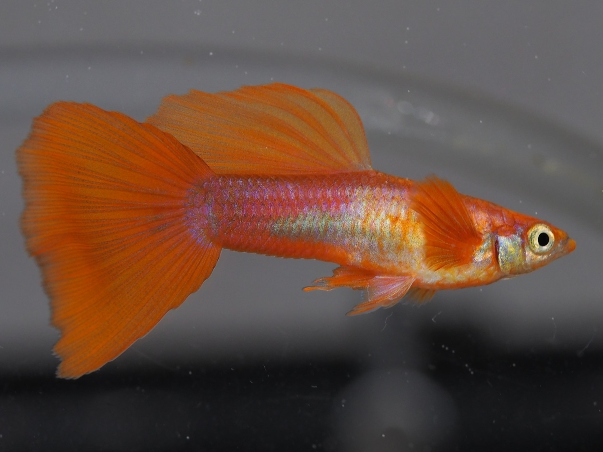 f:id:popopoppun:20210103175342j:plain