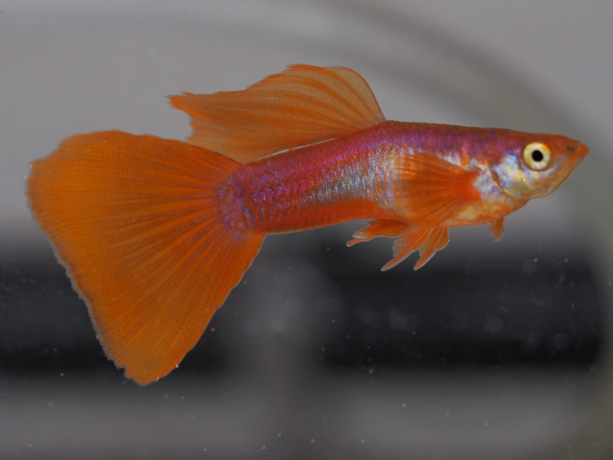 f:id:popopoppun:20210103175412j:plain